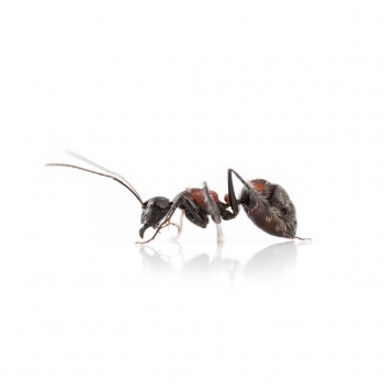 Camponotus mutilarius (xiangban)